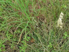 Bouteloua rigidiseta