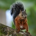 Variegated Squirrel - Photo (c) Norman Salazar Arguedas, some rights reserved (CC BY-SA), uploaded by Norman Salazar Arguedas