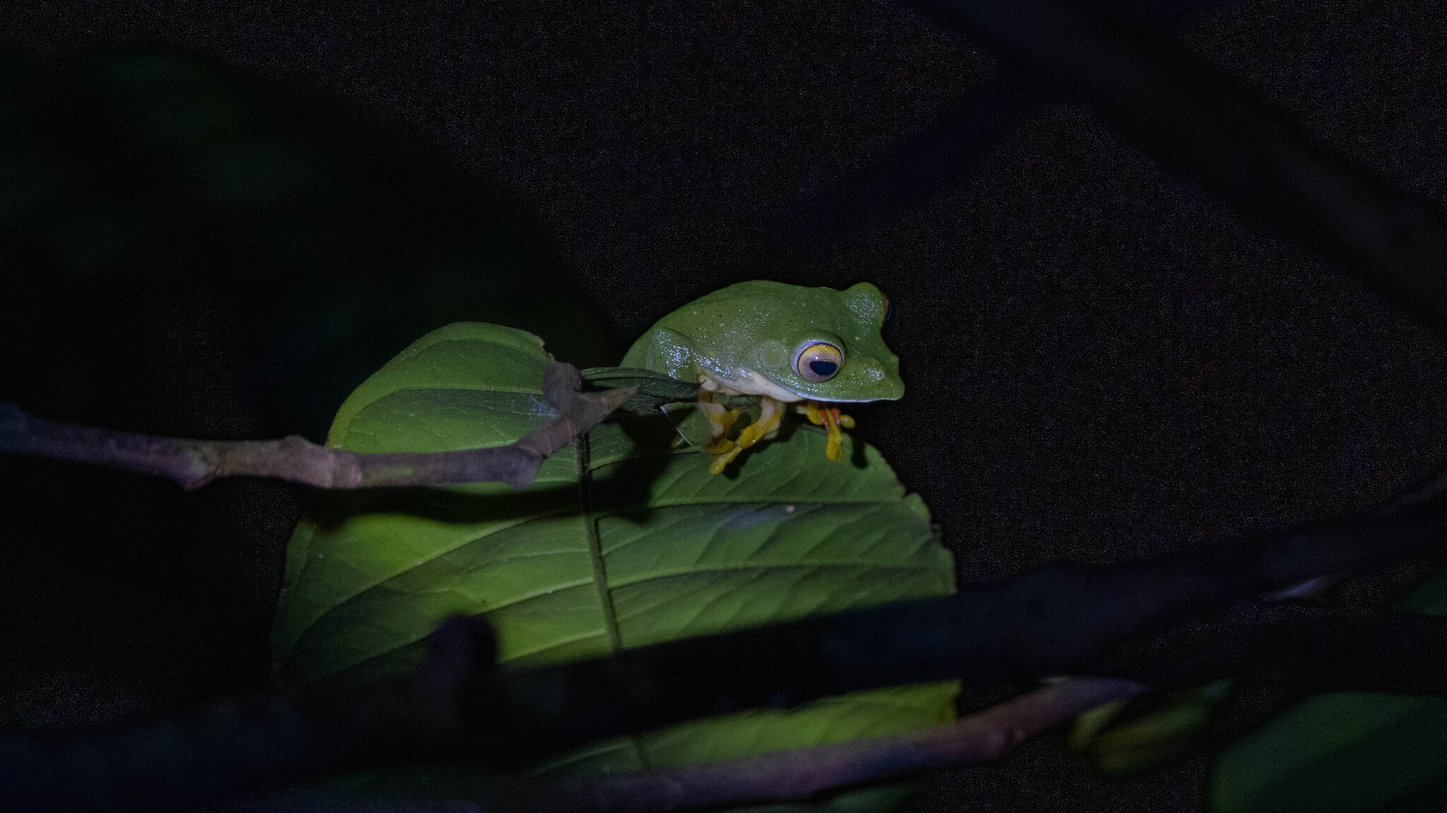 Malabar Gliding Tree Frog
