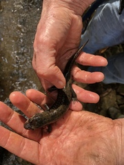 Desmognathus amphileucus