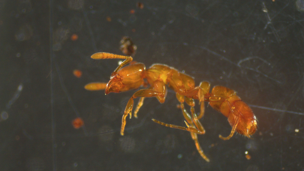 Hypoponera spei