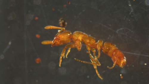 Hypoponera speiHypoponera spei