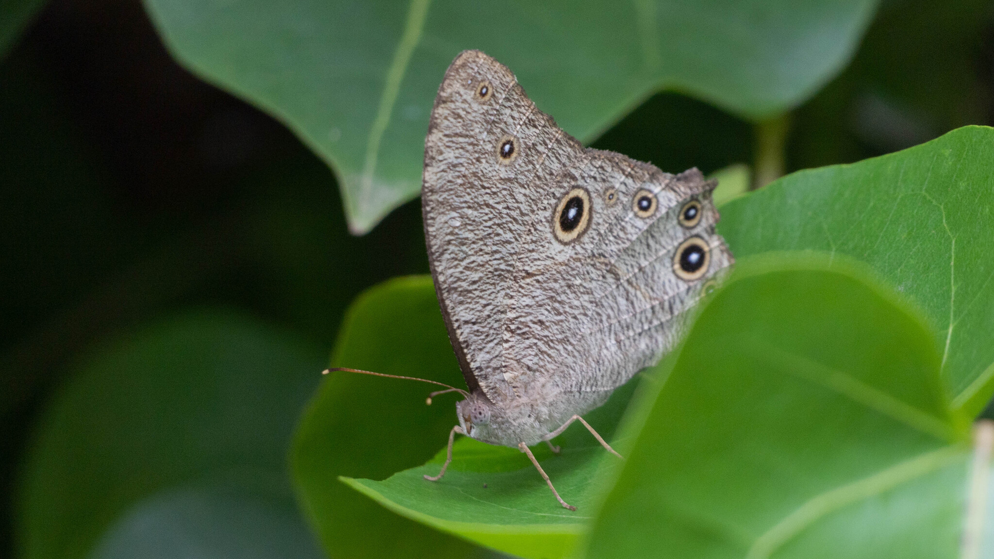 Common Evening Brown