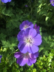 Geranium wallichianum