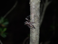 Sandalodes bipenicillatus