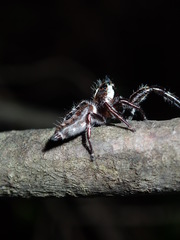 Sandalodes bipenicillatus