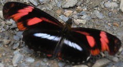 Podotricha telesiphe