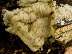 Dentipellis fragilis