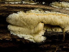 Dentipellis fragilis