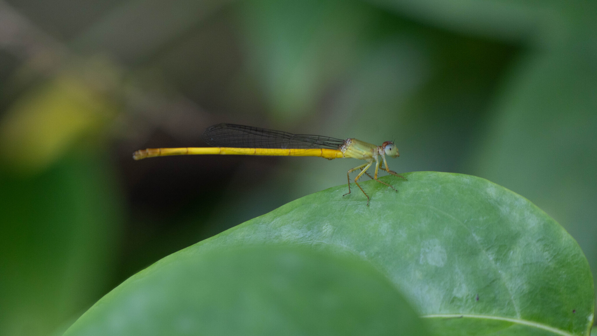 Coromandel Marsh Dart