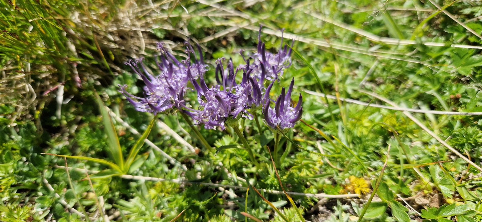 Phyteuma confusum