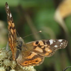 Vanessa altissima