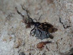 Catasphactes coprias