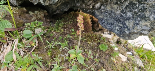 hawkweed-leaved saxifrage (Micranthes hieraciifolia)