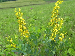 Argyrolobium baptisioides