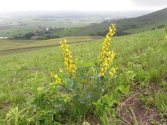 Argyrolobium baptisioides