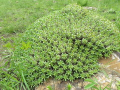 Euphorbia pulvinata