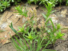Acalypha glandulifolia