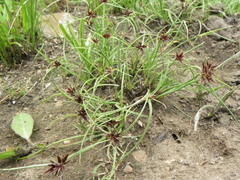 Cyperus semitrifidus