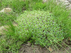 Euphorbia pulvinata