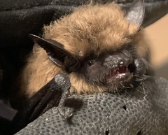 Myotis ciliolabrum