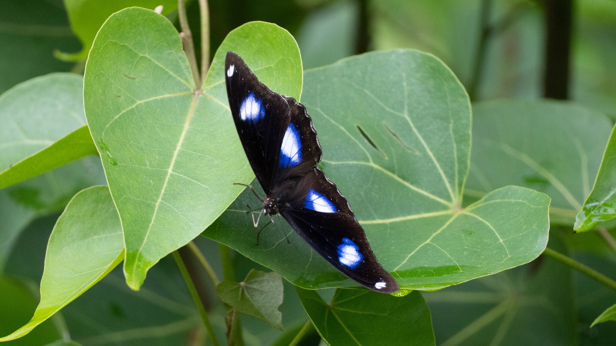 Great Eggfly
