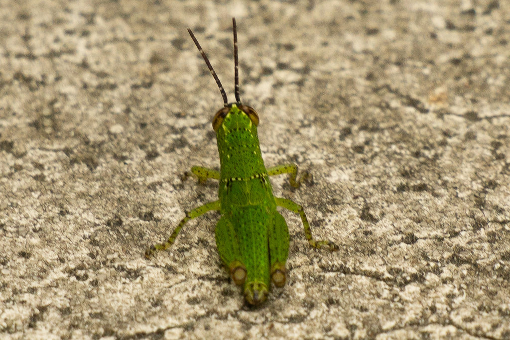Neoxanthops Xenocatantops from 中国广西壮族自治区柳州市鱼峰区 on July 21, 2025 at 02:09 PM by ...