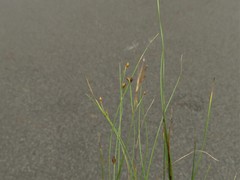 Rhynchospora rariflora