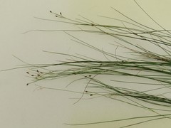 Rhynchospora rariflora