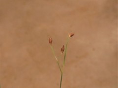 Rhynchospora rariflora