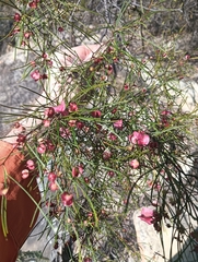 Dodonaea filifolia (Dodonaea filifolia)
