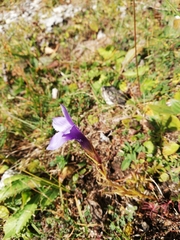 Gentianopsis ciliata ciliata