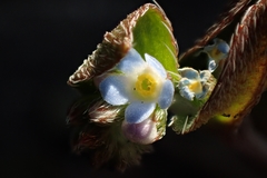 Trigonotis peduncularis