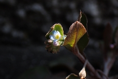 Trigonotis peduncularis