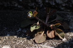 Trigonotis peduncularis