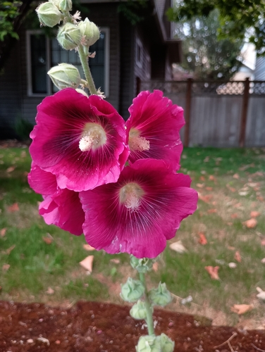 Hollyhock