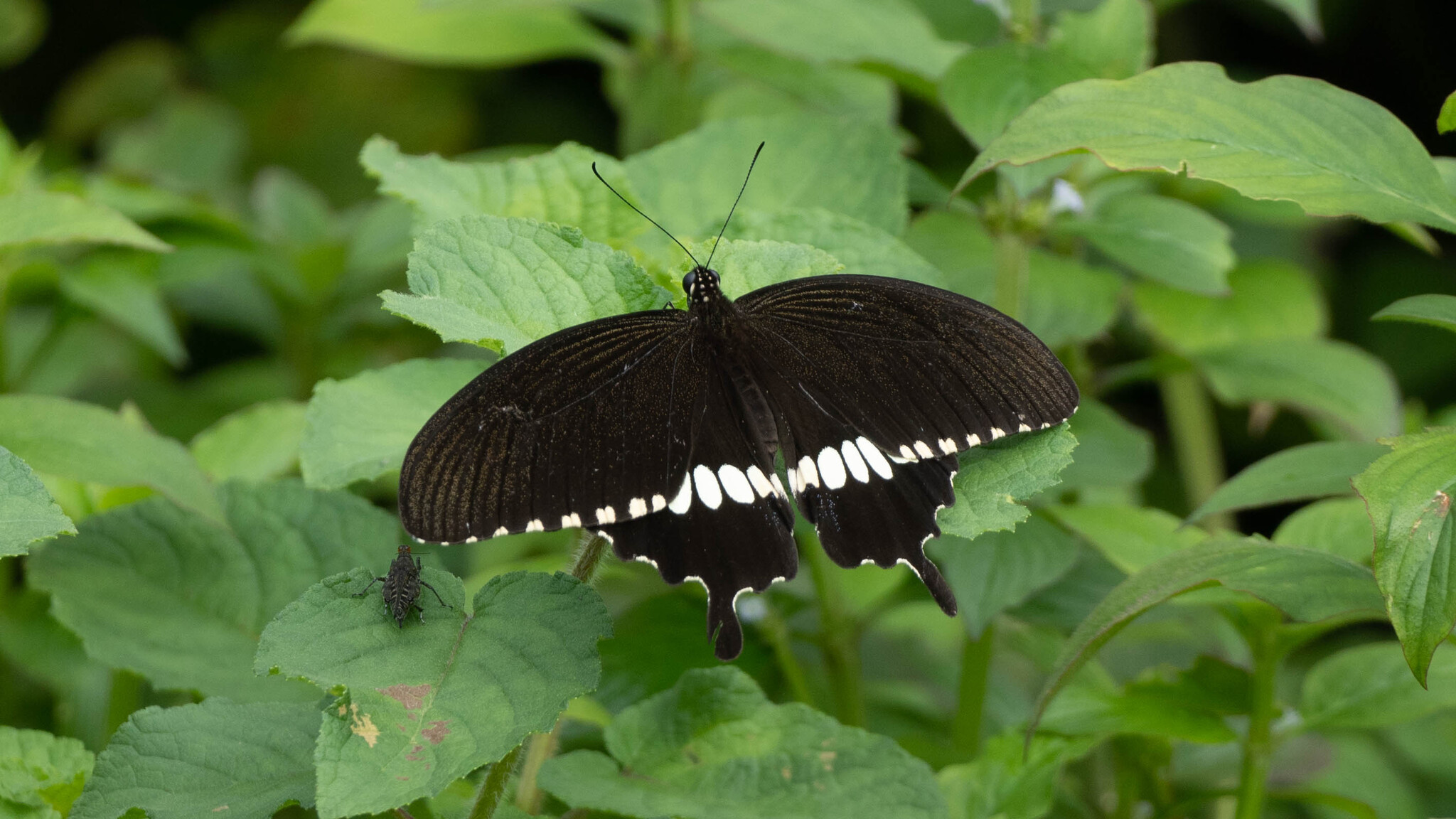 Common Mormon