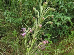 Liatris tenuis