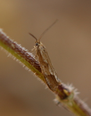 Diurnea lipsiella