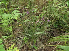 Liatris tenuis