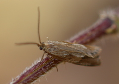 Diurnea lipsiella