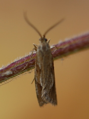 Diurnea lipsiella
