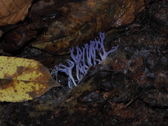 Ramariopsis pulchella