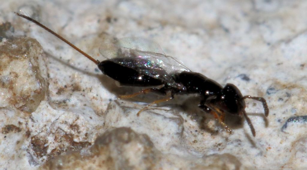 Sycophaga sycomori