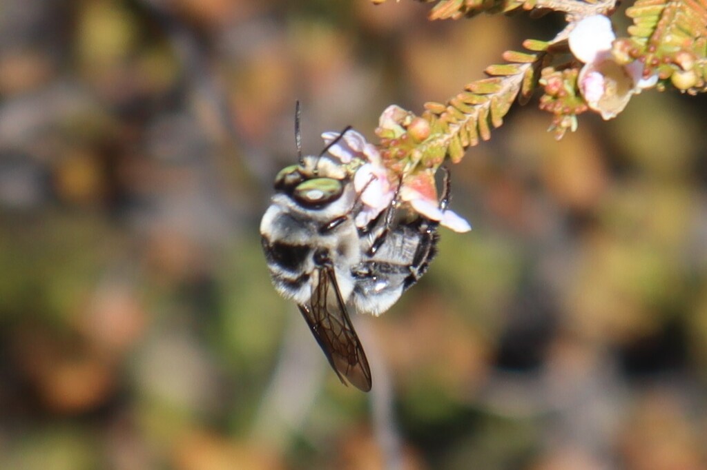 Stenotritus greavesi