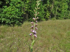 Liatris tenuis