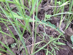 Phyllanthus glaucophyllus