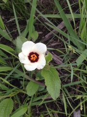 Hibiscus aethiopicus