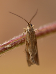 Diurnea lipsiella