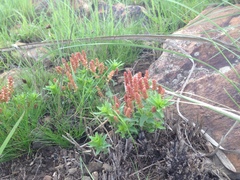 Acalypha glandulifolia